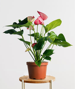 Flamingo Anthurium