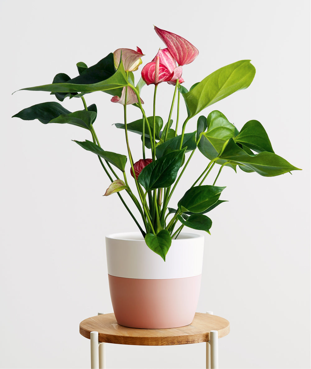 Flamingo Anthurium