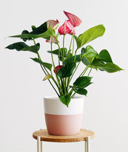 Load image into Gallery viewer, Flamingo Anthurium.