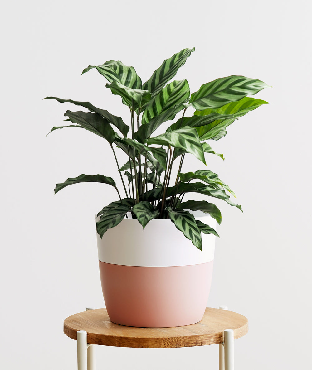 Freddie Calathea - Ansel & Ivy