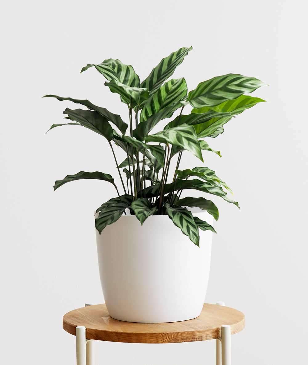 Freddie Calathea - Ansel & Ivy