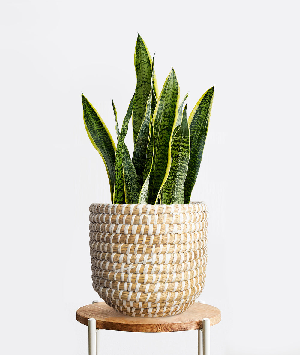 Golden Snake Plant