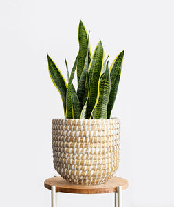 Snake Plant, Sansevieria zeylanica, sansevieria laurentii houseplant. The best house plants for beginners. Shop online and choose from allergy-reducing, air-purifying, and easy-to-grow houseplants anyone can enjoy. Free shipping on orders $100+.