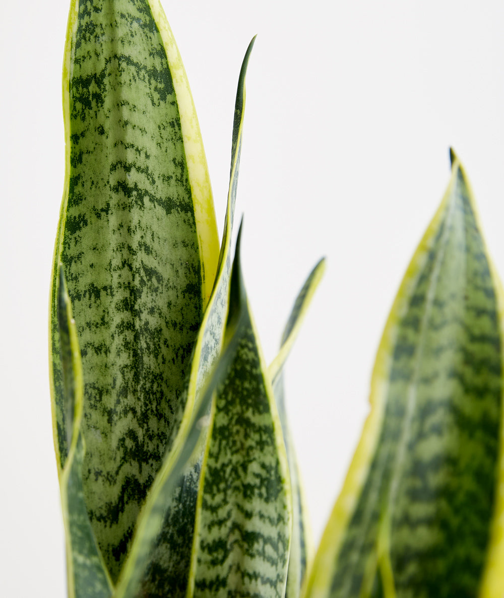 Golden Snake Plant