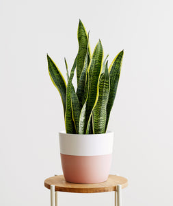 Snake Plant, Sansevieria zeylanica, sansevieria laurentii houseplant. The best house plants for beginners. Shop online and choose from allergy-reducing, air-purifying, and easy-to-grow houseplants anyone can enjoy. Free shipping on orders $100+.