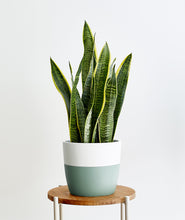 Load image into Gallery viewer, Golden Snake Plant - Ansel & Ivy
