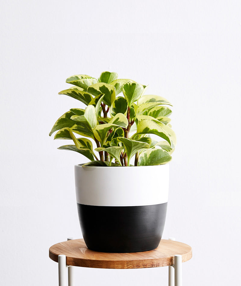 Green Gold Peperomia - Ansel & Ivy
