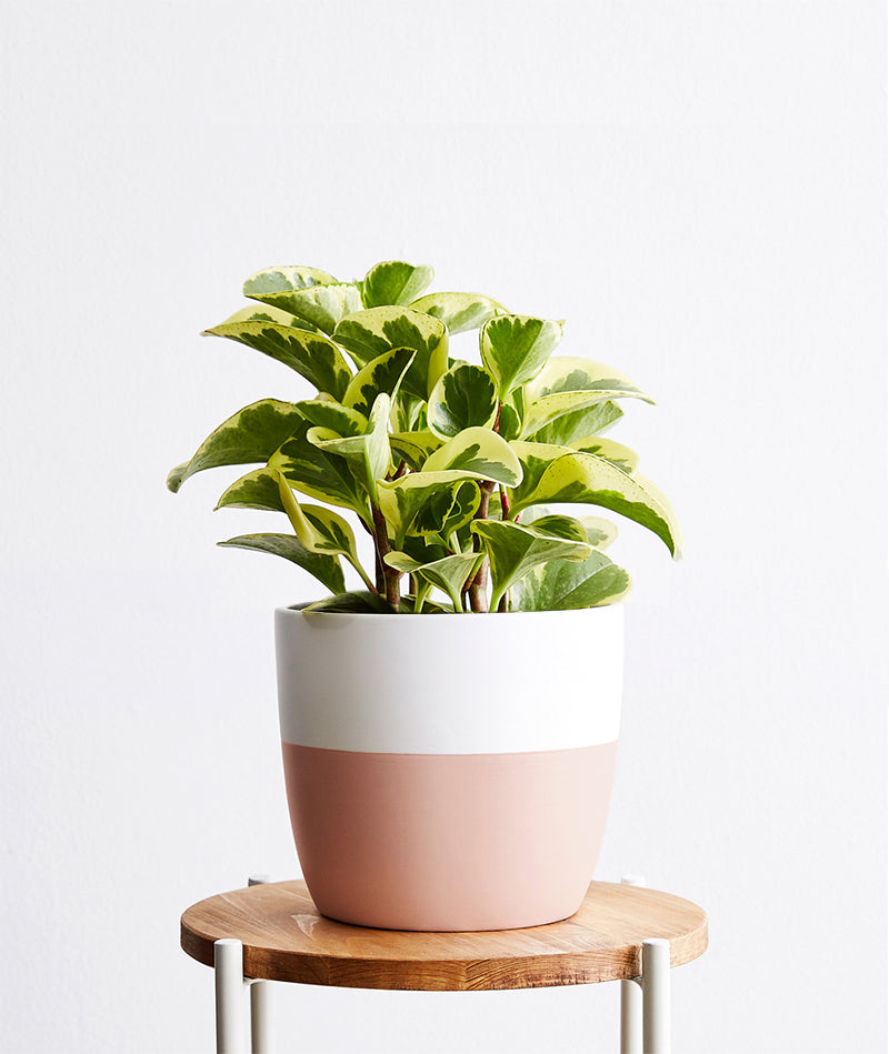 Green Gold Peperomia - Ansel & Ivy