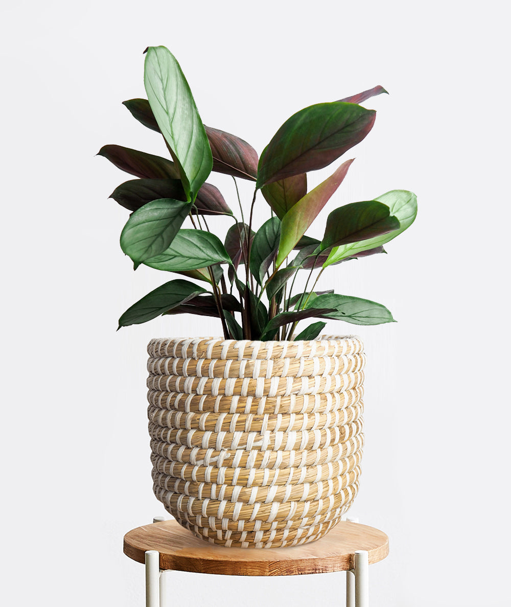 Grey Star Calathea