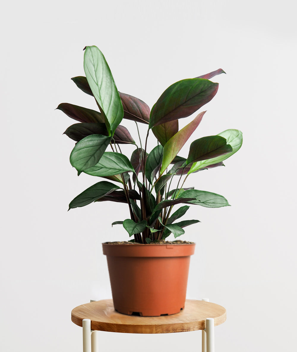 Grey Star Calathea