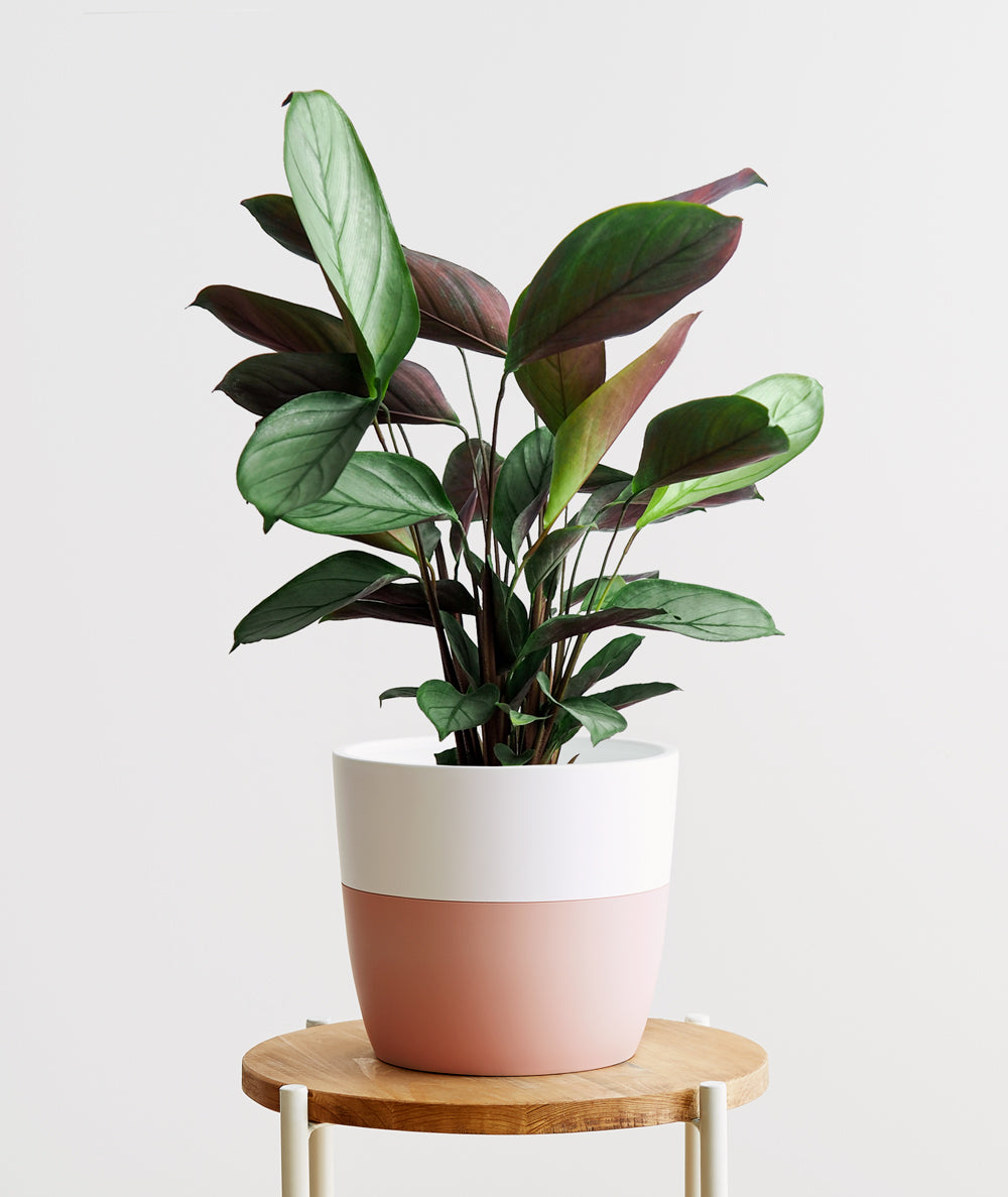 Grey Star Calathea - Ansel & Ivy