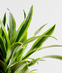 Lemon Lime Dracaena - Ansel & Ivy