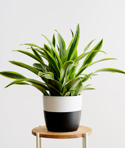 Lemon Lime Dracaena - Ansel & Ivy