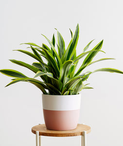 Lemon Lime Dracaena - Ansel & Ivy