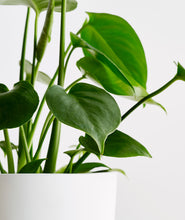 Load image into Gallery viewer, Monstera deliciosa indoor plant. The best house plants for beginners and low light. Shop online and choose from pet-friendly, air-purifying, and easy-to-grow houseplants anyone can enjoy. Free shipping on orders $100+.