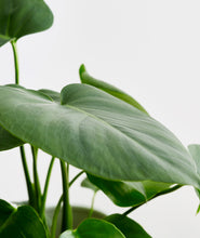 Load image into Gallery viewer, Monstera - Ansel & Ivy