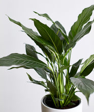 Load image into Gallery viewer, Peace Lily - Ansel & Ivy