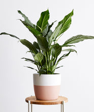 Load image into Gallery viewer, Peace Lily, Spathiphyllum flowering houseplant with white flower. The perfect gift for plant lovers. Potted plant flower delivery. Shop online and choose from air-purifying and easy-to-grow indoor plants anyone can enjoy. Free shipping on orders $100+.