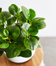 Load image into Gallery viewer, Peperomia obtusifolia plant. The best house plants for beginners and low-light spaces. Peperomia houseplants are safe for cats and not toxic to dogs. Shop online and choose from pet-friendly, air-purifying, and easy-to-grow houseplants and desk plants anyone can enjoy. Free shipping on orders $100+.