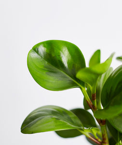Peperomia obtusifolia plant. The best house plants for beginners and low-light spaces. Peperomia houseplants are safe for cats and not toxic to dogs. Shop online and choose from pet-friendly, air-purifying, and easy-to-grow houseplants and desk plants anyone can enjoy. Free shipping on orders $100+.