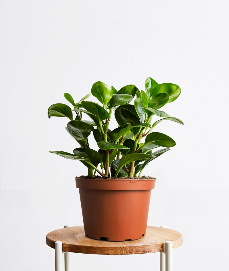 Peperomia