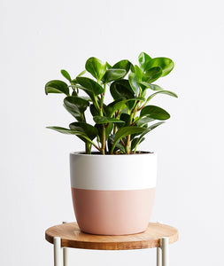 Peperomia obtusifolia plant. The best house plants for beginners and low-light spaces. Peperomia houseplants are safe for cats and not toxic to dogs. Shop online and choose from pet-friendly, air-purifying, and easy-to-grow houseplants and desk plants anyone can enjoy. Free shipping on orders $100+.