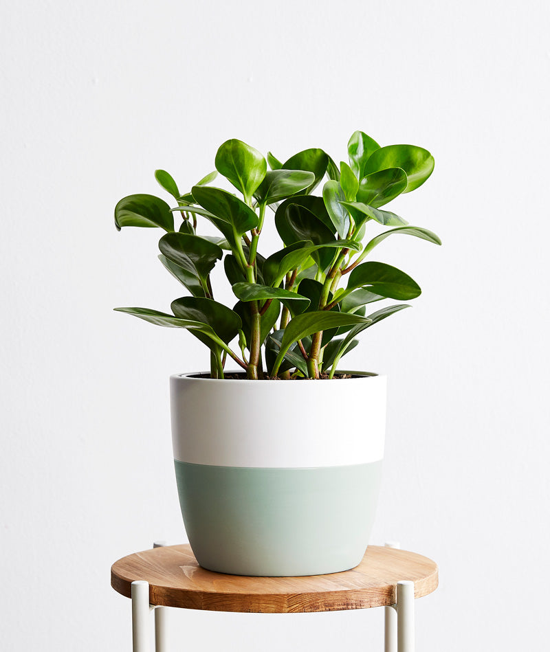 Peperomia - Ansel & Ivy