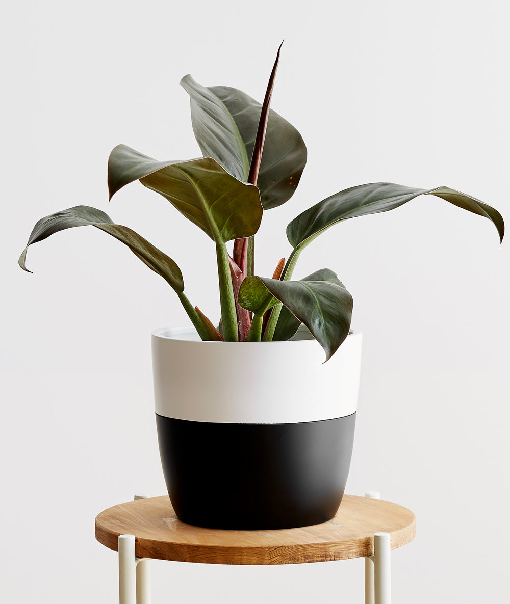 Rojo Congo Philodendron - Ansel & Ivy