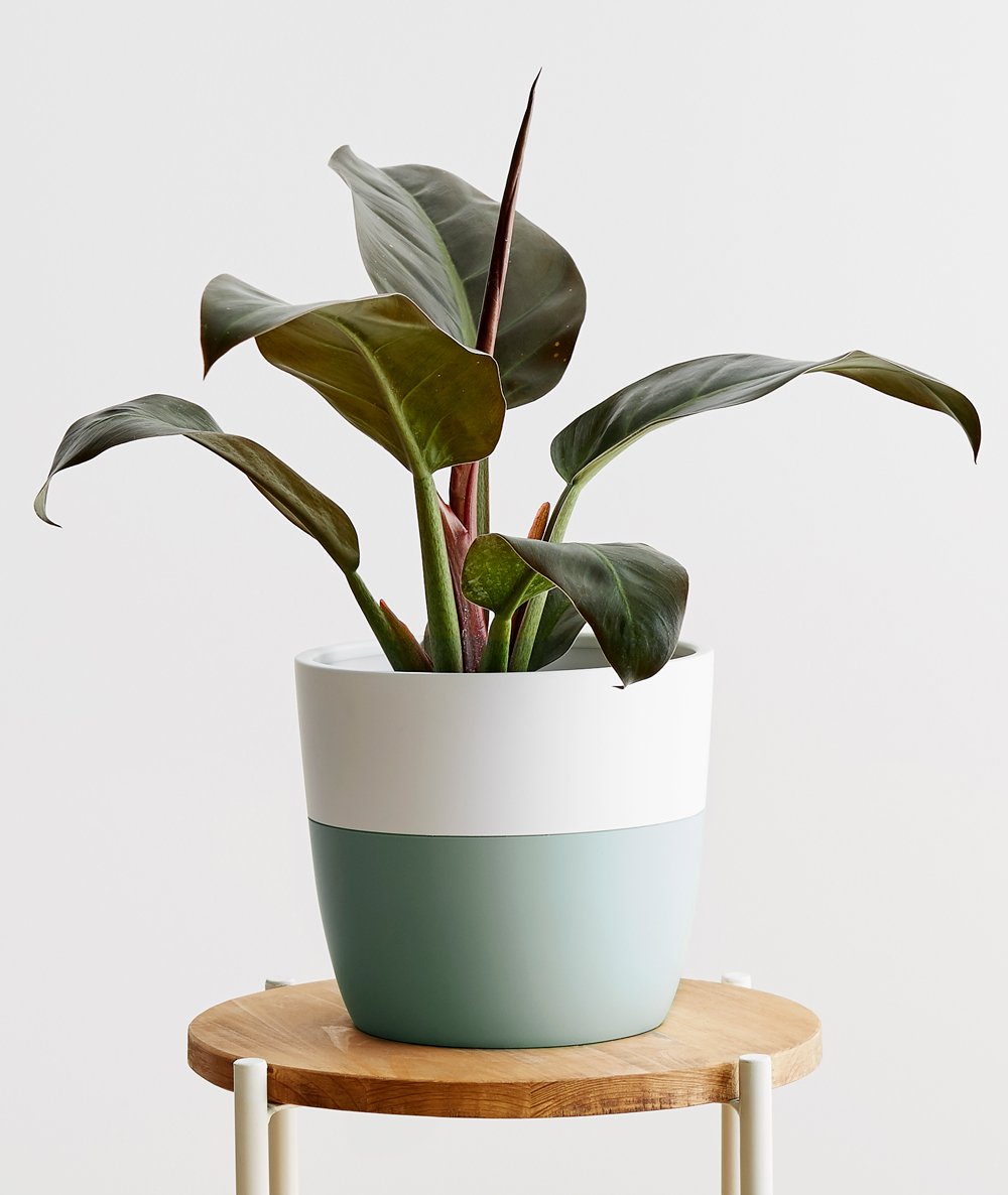 Rojo Congo Philodendron - Ansel & Ivy