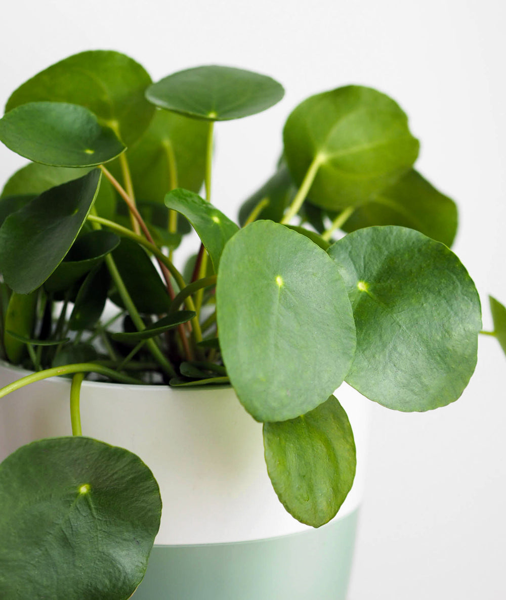 Pilea