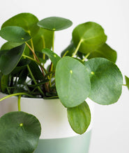 Load image into Gallery viewer, Pilea
