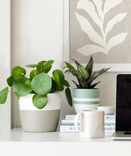 Load image into Gallery viewer, desk plants. how to display houseplants.