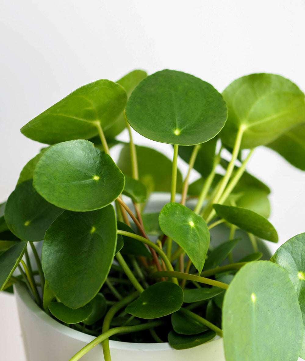 Pilea