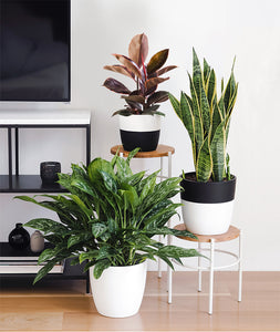 Indoor plants decor. Shop Ansel & Ivy's best selling selection of easy-care potted plants, all online.