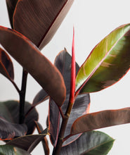Load image into Gallery viewer, Ruby Rubber Tree - Ansel & Ivy