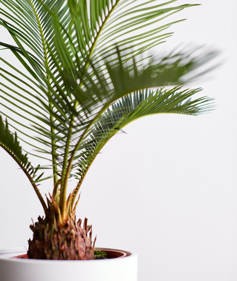 Sago Palm