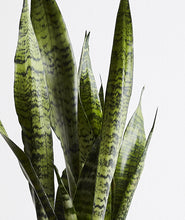 Load image into Gallery viewer, Snake Plant, sansevieria zeylanica, sansevieria laurentii houseplant. The best house plants for beginners. Shop online and choose from allergy-reducing, air-purifying, and easy-to-grow houseplants anyone can enjoy. Free shipping on orders $100+.