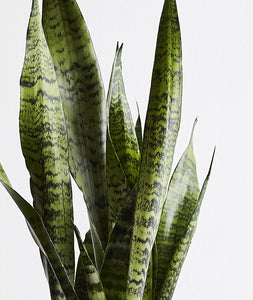 Snake Plant, sansevieria zeylanica, sansevieria laurentii houseplant. The best house plants for beginners. Shop online and choose from allergy-reducing, air-purifying, and easy-to-grow houseplants anyone can enjoy. Free shipping on orders $100+.