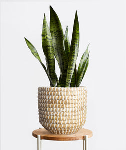 Snake Plant