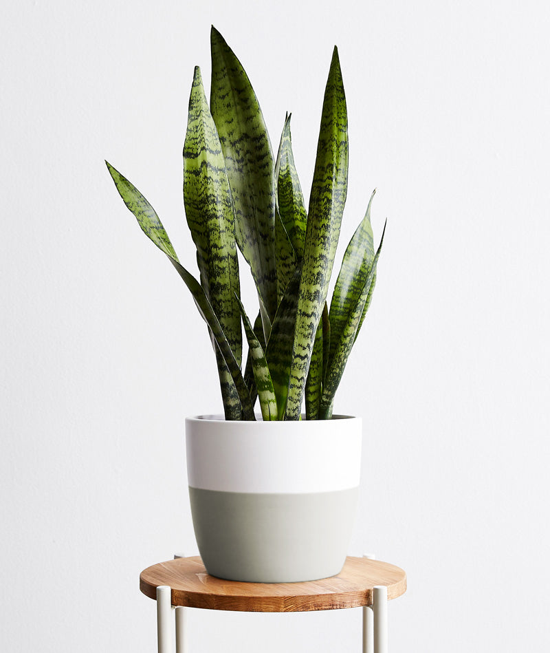 Snake Plant, sansevieria zeylanica, sansevieria laurentii houseplant. The best house plants for beginners. Shop online and choose from allergy-reducing, air-purifying, and easy-to-grow houseplants anyone can enjoy. Free shipping on orders $100+.