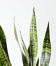 Load image into Gallery viewer, Snake Plant, sansevieria zeylanica, sansevieria laurentii houseplant. The best house plants for beginners. Shop online and choose from allergy-reducing, air-purifying, and easy-to-grow houseplants anyone can enjoy. Free shipping on orders $100+.