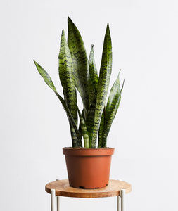 Snake Plant