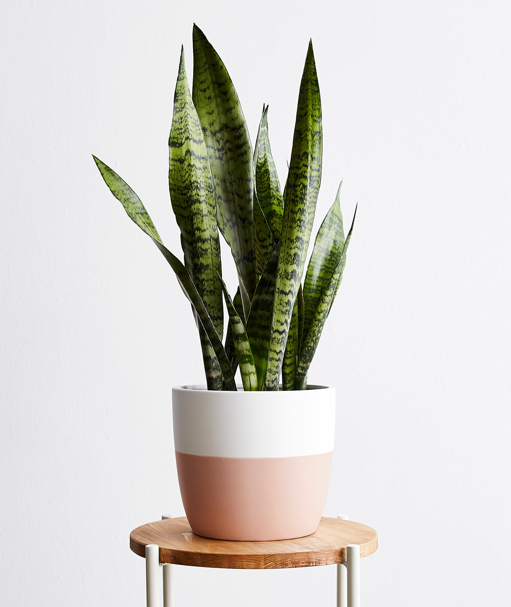 Snake Plant, sansevieria zeylanica, sansevieria laurentii houseplant. The best house plants for beginners. Shop online and choose from allergy-reducing, air-purifying, and easy-to-grow houseplants anyone can enjoy. Free shipping on orders $100+.