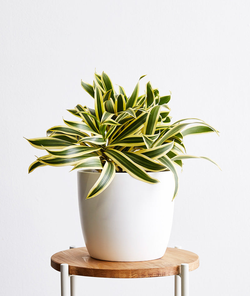 Song of India, Dracaena reflexa houseplant. The best house plants for beginners. Shop online and choose from allergy-reducing, air-purifying, and easy-to-grow houseplants anyone can enjoy. Free shipping on orders $100+.