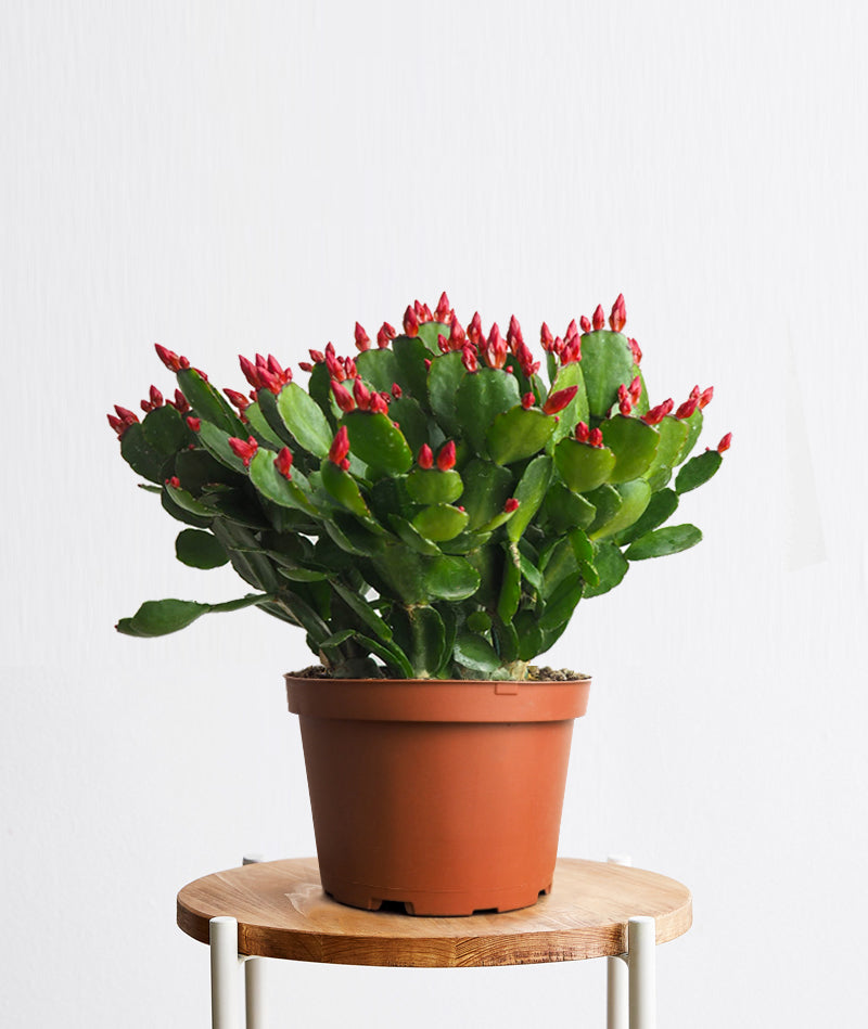 Spring Cactus