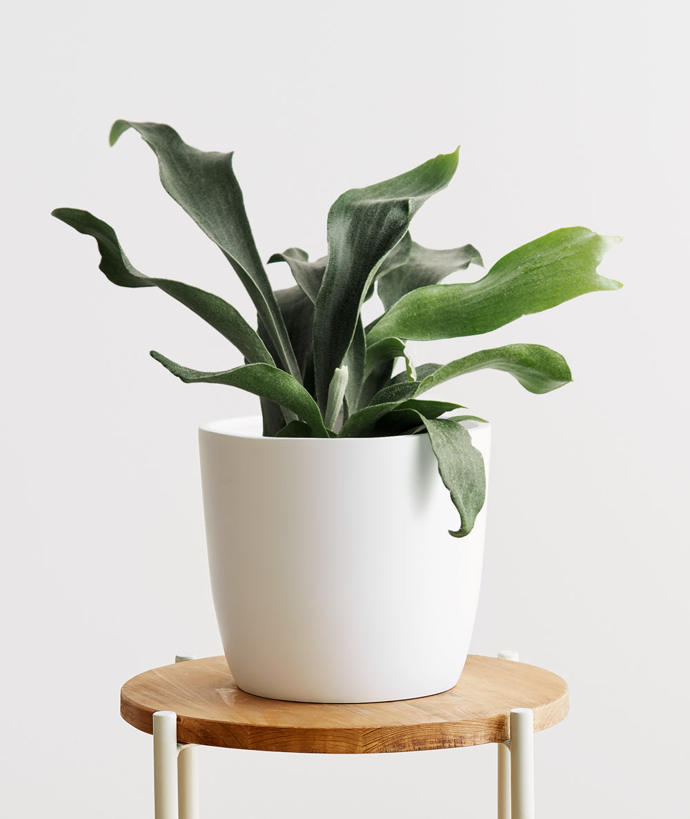 Staghorn Fern, Platycerium veitchii. The best plants for pet parents. Fern houseplants are safe for cats and not toxic to dogs. Shop online and choose from pet-friendly, air-purifying, and easy-to-grow houseplants anyone can enjoy. Free shipping on orders $100+.