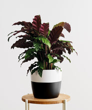 Load image into Gallery viewer, Velvet Calathea, calathea rufibarba plant with purple leaves. Calathea houseplants are safe for cats and not toxic to dogs. Shop online and choose from pet-friendly, air-purifying, and easy-to-grow houseplants anyone can enjoy. Free shipping on orders $100+.