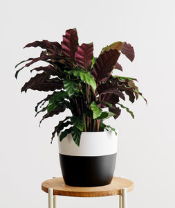 Velvet Calathea, calathea rufibarba plant with purple leaves. Calathea houseplants are safe for cats and not toxic to dogs. Shop online and choose from pet-friendly, air-purifying, and easy-to-grow houseplants anyone can enjoy. Free shipping on orders $100+.