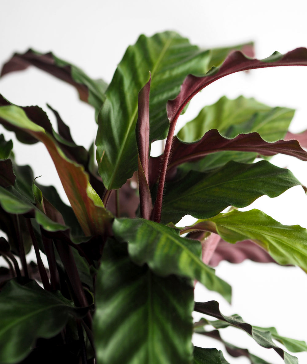 Velvet Calathea