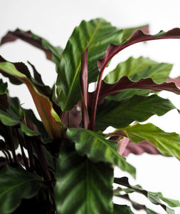 Velvet Calathea, calathea rufibarba plant with purple leaves. Calathea houseplants are safe for cats and not toxic to dogs. Shop online and choose from pet-friendly, air-purifying, and easy-to-grow houseplants anyone can enjoy. Free shipping on orders $100+.